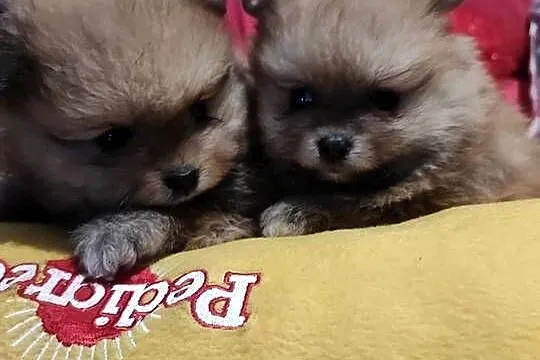 Pomeraniany szczenięta