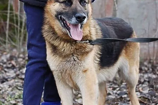 King - nie traci nadziei na dom.,  pomorskie Gdańs
