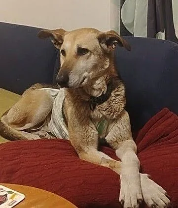 CZAKRA - kto dogoni tego szybkiego psa?, Mazowieckie, Warszawa