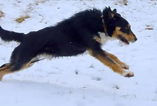 Figiel-towarzyski, zabawowy duszek DO ADOPCJI! FIL