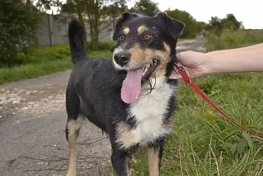 Figiel-towarzyski, zabawowy duszek DO ADOPCJI! FIL