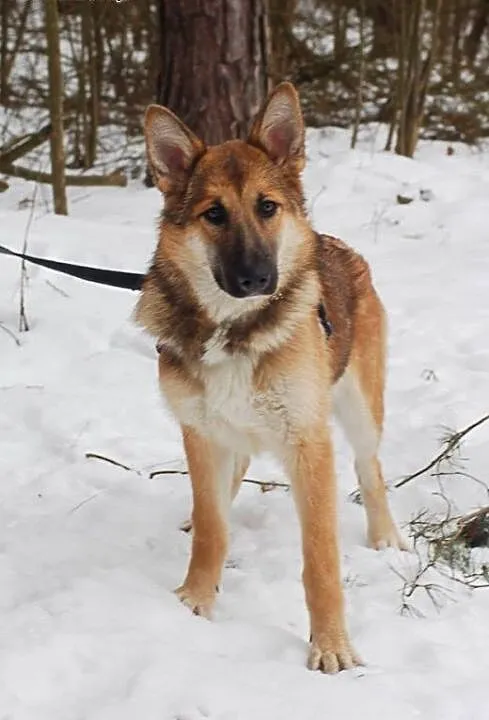 Kasta- mloda pieknosc do adopcji, łódzkie Skierni