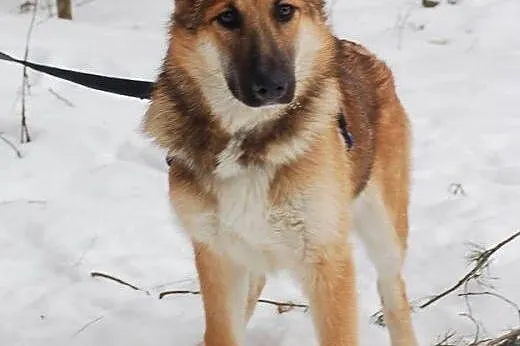 Kasta- mloda pieknosc do adopcji,  łódzkie Skierni