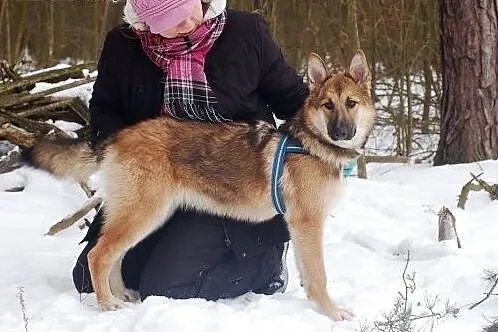 Kasta- mloda pieknosc do adopcji,  łódzkie Skierni