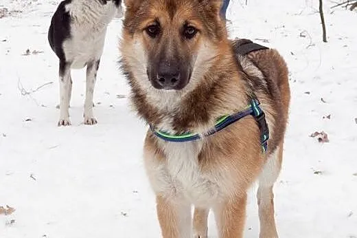 Kasta- mloda pieknosc do adopcji,  łódzkie Skierni
