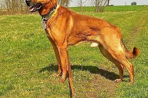 Sympatyczna mordka Korina do adopcji!,  mazowiecki