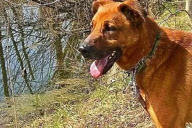 Sympatyczna mordka Korina do adopcji!,  mazowiecki