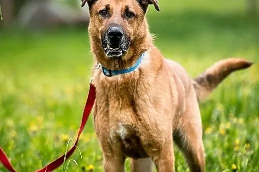 Sympatyczna mordka Korina do adopcji!,  mazowiecki