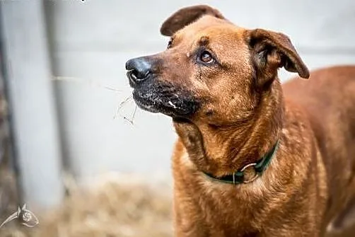 Sympatyczna mordka Korina do adopcji!,  mazowiecki