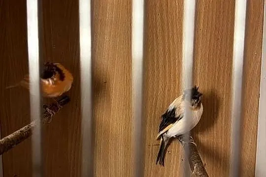 Młode Arlekiny 2026 rok, Małopolskie, Skała