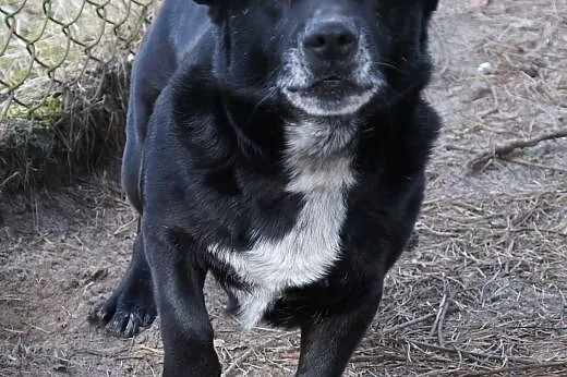 Micio-Krawatka  malutki i cichutki  szuka rodziny,