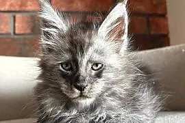 Maine Coon - Oreo