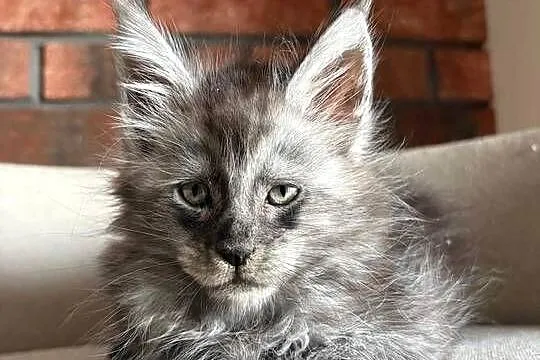 Maine Coon - Oreo, Kujawsko-pomorskie, Szembruk
