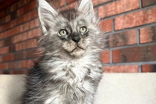 Maine Coon - Oreo, Kujawsko-pomorskie, Szembruk