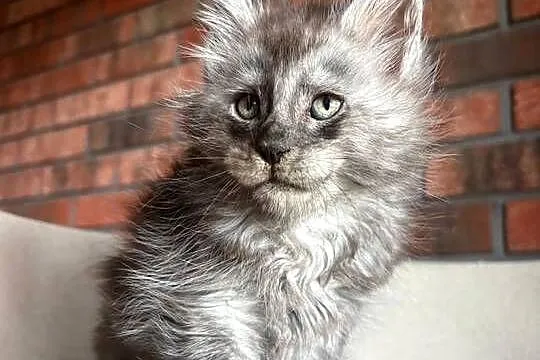 Maine Coon - Oreo, Kujawsko-pomorskie, Szembruk