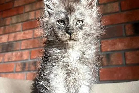 Maine Coon - Oreo, Kujawsko-pomorskie, Szembruk