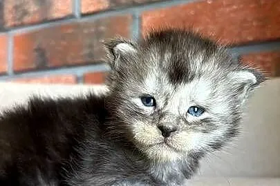 Maine Coon - Oreo, Kujawsko-pomorskie, Szembruk