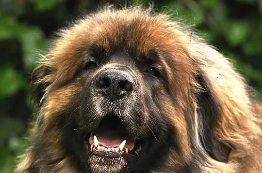 Leonberger - Zapowiedz Miotu!