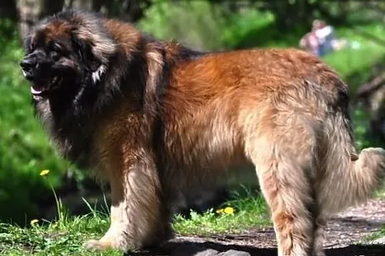 Leonberger - Zapowiedz Miotu!