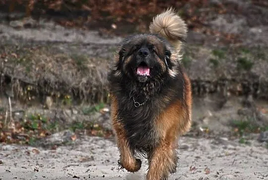 Leonberger - Zapowiedz Miotu!