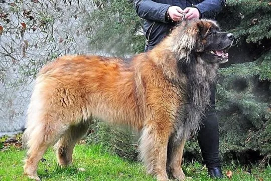 Leonberger - Zapowiedz Miotu!