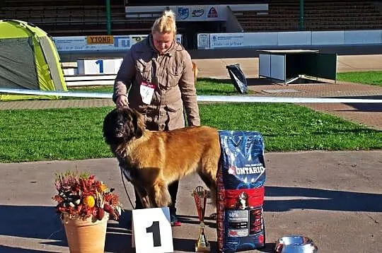 Leonberger - Zapowiedz Miotu!