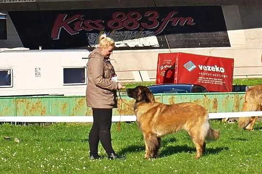 Leonberger - Zapowiedz Miotu!