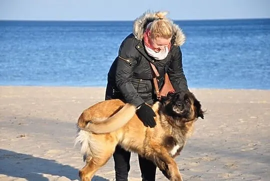 Leonberger - Zapowiedz Miotu!