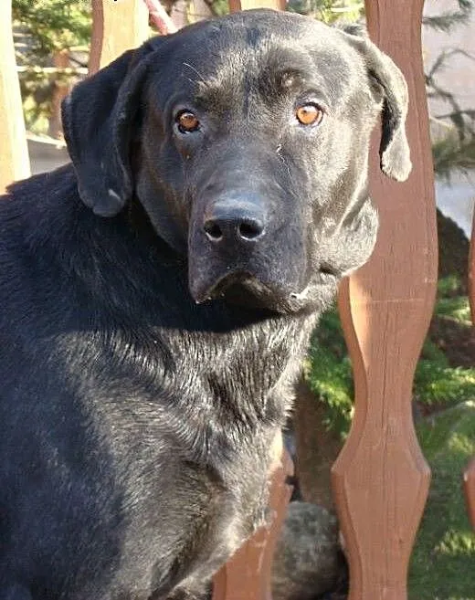 Piękny, czarny pies w typie labradora szuka domu.,