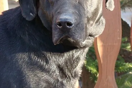 Piękny, czarny pies w typie labradora szuka domu.,
