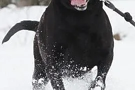 Piękny, czarny pies w typie labradora szuka domu.,