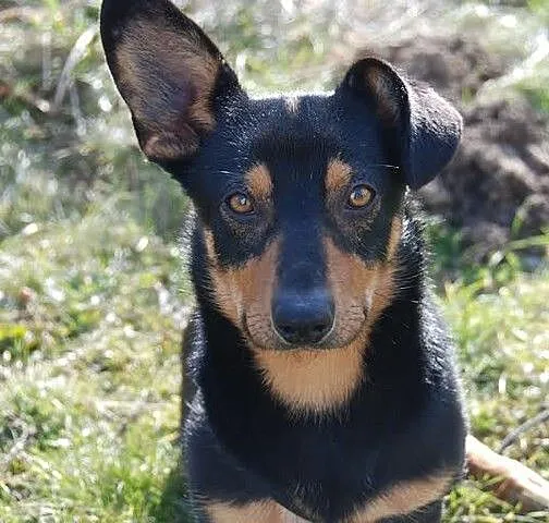 Maciuś- 10 kg wesołości i otwartości do ludzi szuk