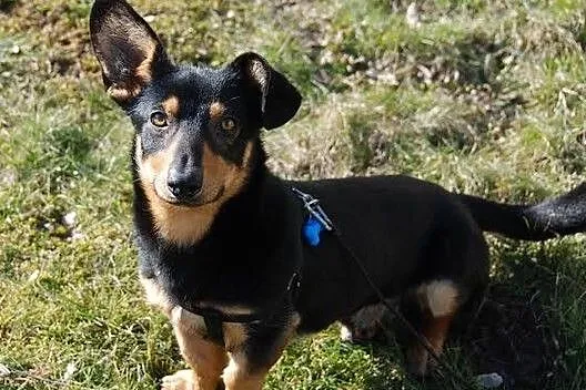 Maciuś- 10 kg wesołości i otwartości do ludzi szuk