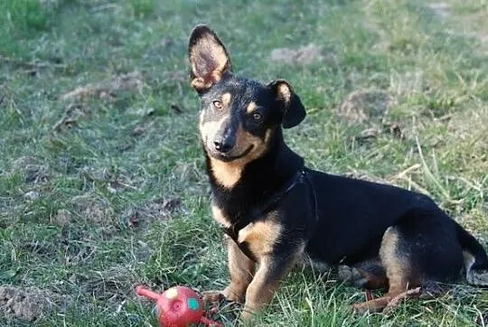 Maciuś- 10 kg wesołości i otwartości do ludzi szuk