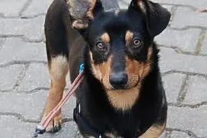 Maciuś- 10 kg wesołości i otwartości do ludzi szuk