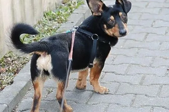 Maciuś- 10 kg wesołości i otwartości do ludzi szuk