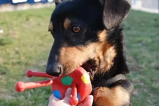 Maciuś- 10 kg wesołości i otwartości do ludzi szuk