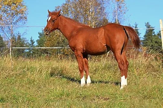 Wiserion, , Jordanów