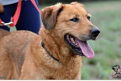Lubisz duże psiaki to Lejla czeka na dom,  mazowie