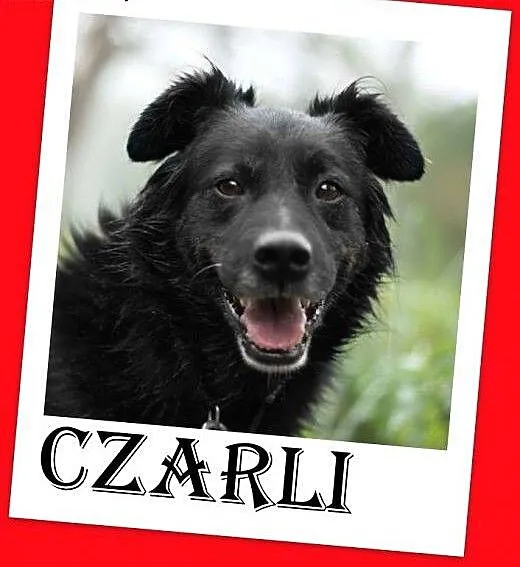 15kg,wesoły,łagodny,towarzyski piesek CZARLI.Adopc