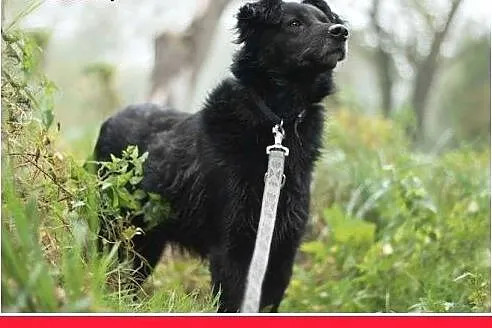 15kg,wesoły,łagodny,towarzyski piesek CZARLI.Adopc