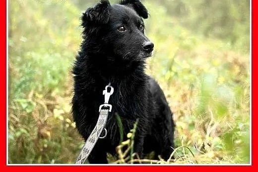 15kg,wesoły,łagodny,towarzyski piesek CZARLI.Adopc