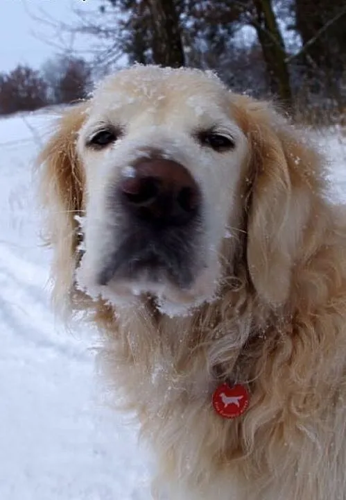 Golden Retriever DARGO - poszukuje domu, śląskie
