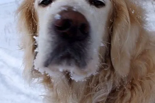 Golden Retriever DARGO - poszukuje domu,  śląskie 