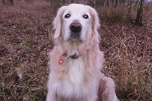 Golden Retriever DARGO - poszukuje domu,  śląskie 