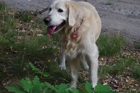 Golden Retriever DARGO - poszukuje domu,  śląskie 