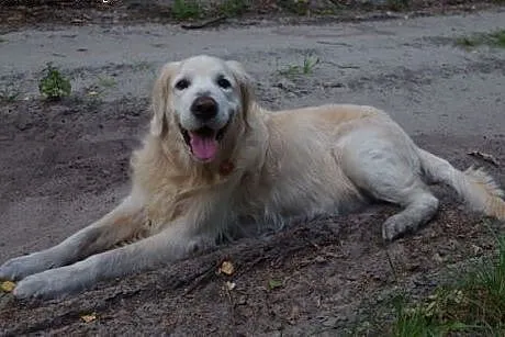 Golden Retriever DARGO - poszukuje domu,  śląskie 