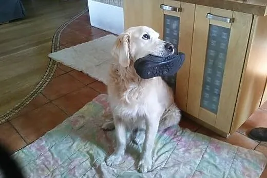 Golden Retriever DARGO - poszukuje domu,  śląskie 