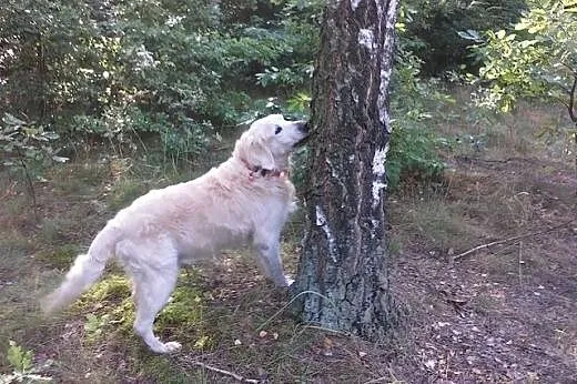 Golden Retriever DARGO - poszukuje domu,  śląskie 