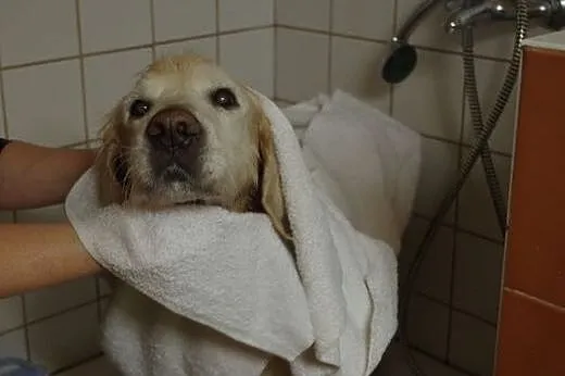 Golden Retriever DARGO - poszukuje domu,  śląskie 
